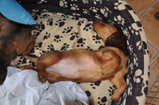 Jamnik d�ugow�osy